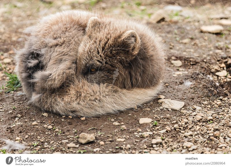 Bündel Tier Tiergesicht Fell 1 schlafen rund braun grau einrollen Zwinkern Polarfuchs Farbfoto Gedeckte Farben Außenaufnahme Menschenleer Textfreiraum links