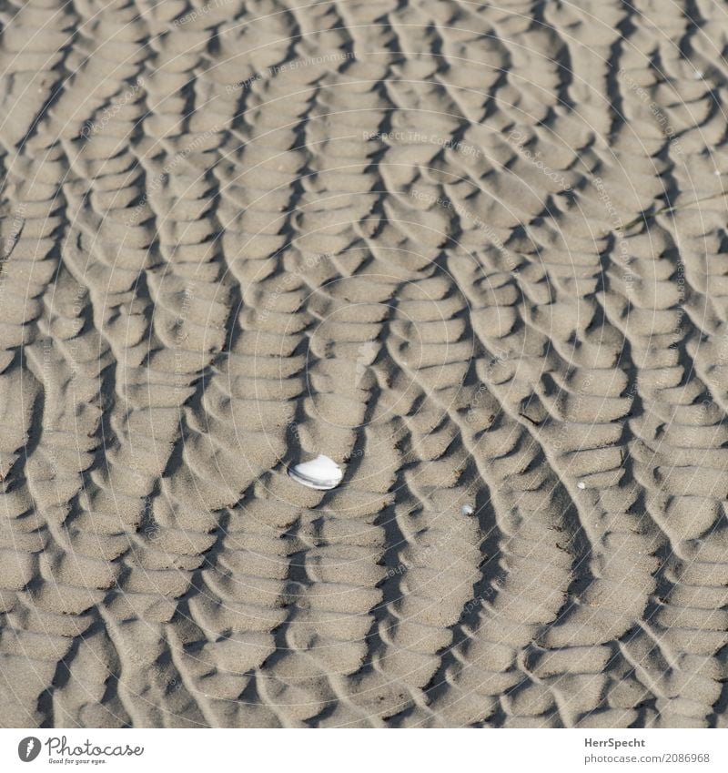 Suchbild Umwelt Natur Tier Wellen Strand Meer Muschel Muschelschale Muschelform Muschelsand 1 ästhetisch maritim natürlich braun Rippen Sandverwehung