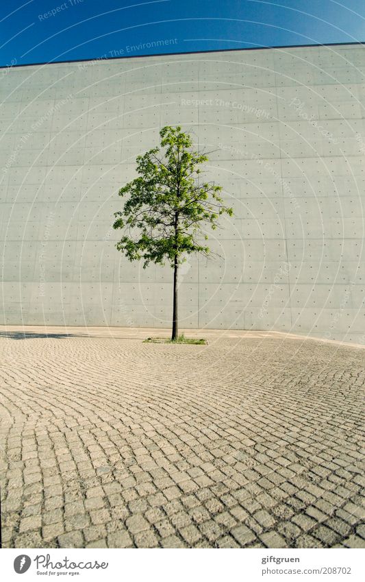 einzelgänger Himmel Wolkenloser Himmel Pflanze Baum Mauer Wand Wachstum widersetzen Einsamkeit Straße Kopfsteinpflaster Pflastersteine grau Schatten unnatürlich