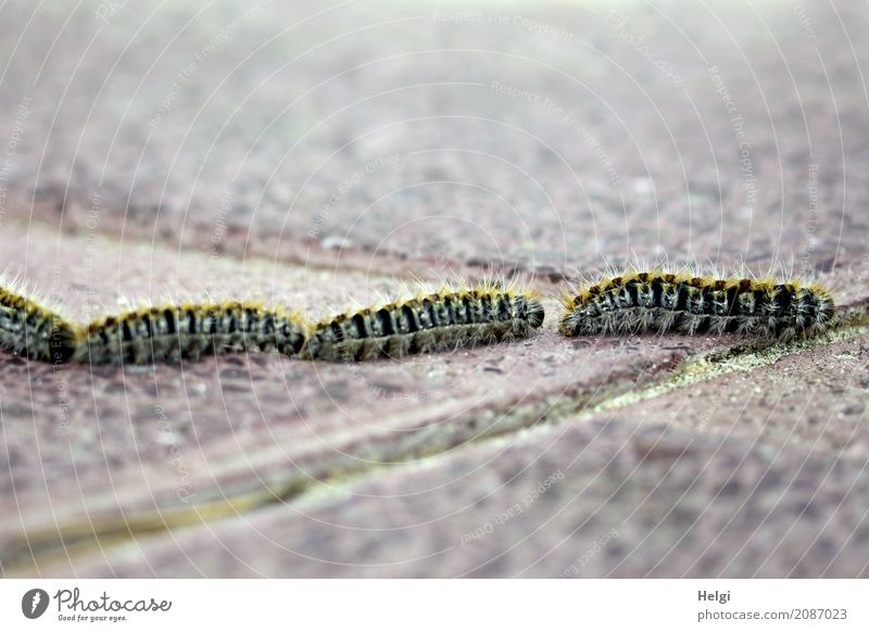 Wohngemeinschaft | on Tour Umwelt Natur Tier Frühling Raupe 4 Tiergruppe Tierjunges Stein krabbeln authentisch außergewöhnlich Zusammensein einzigartig klein