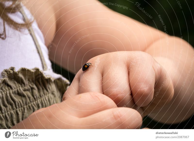 Neugierig Kindererziehung Bildung Wissenschaften Kindergarten lernen Mensch feminin Mädchen Kindheit Umwelt Natur Tier Nutztier Käfer fangen Jagd Spielen