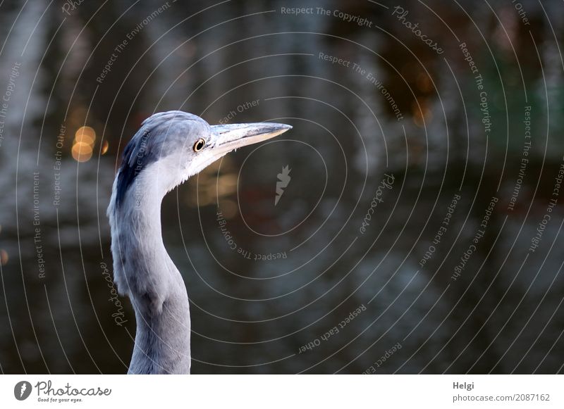 alles im Blick ... Umwelt Natur Tier Wasser Winter Amsterdam Stadt Wildtier Vogel Graureiher 1 stehen außergewöhnlich einzigartig natürlich gelb grau schwarz