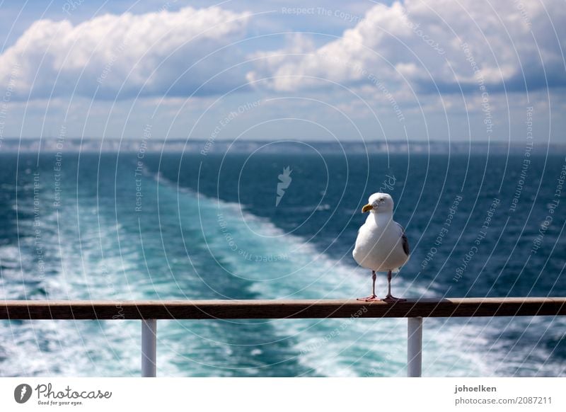 Fahrgemeinschaft Wasser Wolken Horizont Schönes Wetter Küste Nordsee Felsvorsprung White Cliffs Dover England Schifffahrt Passagierschiff Fähre Tier Wildtier