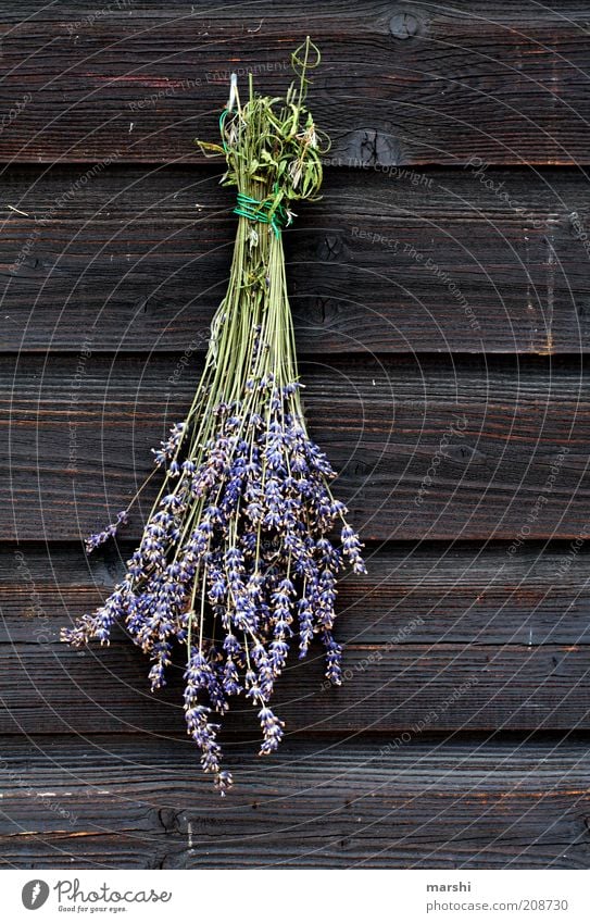 LAVENDEL Natur Frühling Sommer Pflanze Blume Blüte braun violett Lavendel getrocknet Duft Holzstruktur hängend Dekoration & Verzierung Farbfoto Außenaufnahme