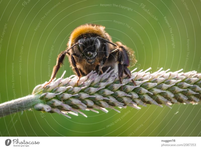 Hummel Umwelt Natur Tier Frühling Sommer Herbst Schönes Wetter Pflanze Gras Grünpflanze Wildpflanze Garten Park Wiese Wildtier Biene Tiergesicht Flügel 1