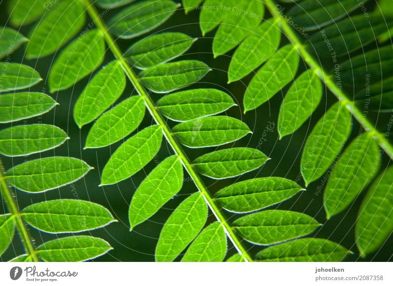 Leitergruen Umwelt Natur Pflanze Sträucher Blatt Grünpflanze Wald Urwald atmen weich gelb grün Idylle Wachstum Blattadern Ranke Farbfoto Außenaufnahme