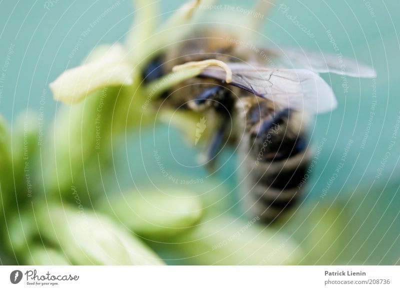 busy bee Umwelt Natur Pflanze Tier Sommer Blume Blüte Wildpflanze Nutztier Wildtier Biene Flügel 1 Nektar fleißig Sammlung zart ruhig geduldig Brummen grün