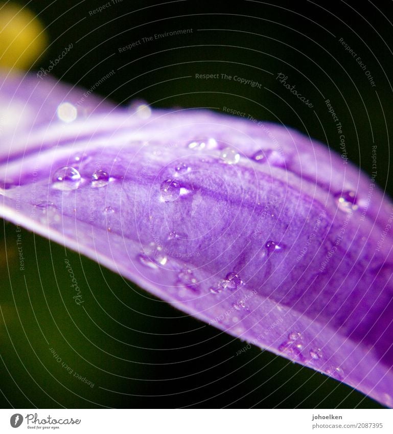 Nebeltau II Natur Pflanze Wasser Wassertropfen Blume Orchidee Blüte exotisch Urwald Tau perlen Duft glänzend leuchten grün violett trösten Vorsicht ruhig