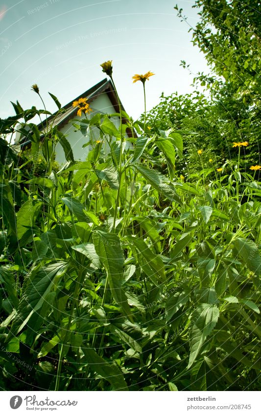 Was ist eigentlich bei den Nachbarn los? Umwelt Natur Pflanze Garten Juni Blume Haus Dachgiebel Gartenhaus Stauden Schrebergarten Kleingartenkolonie grün