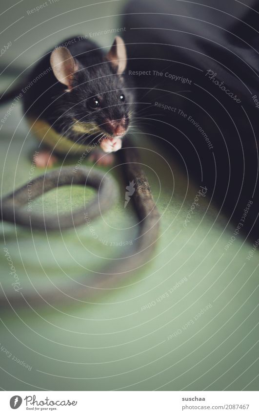 kabelmaus Maus Tier Haustier Säugetier Ohr Äuglein Pfote Hand Kabel Neugier Verbindung Büro tierisch lustig altes Telefon Telefongespräch Vorsicht winzig klein