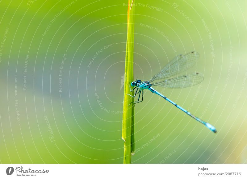 Hufeisen-Azurjungfer, Coenagrion puella Leben Umwelt Natur Tier Wasser Teich Wildtier sitzen blau Umweltschutz Becher Azurjungfer Libelle Insekt Rohrkolben