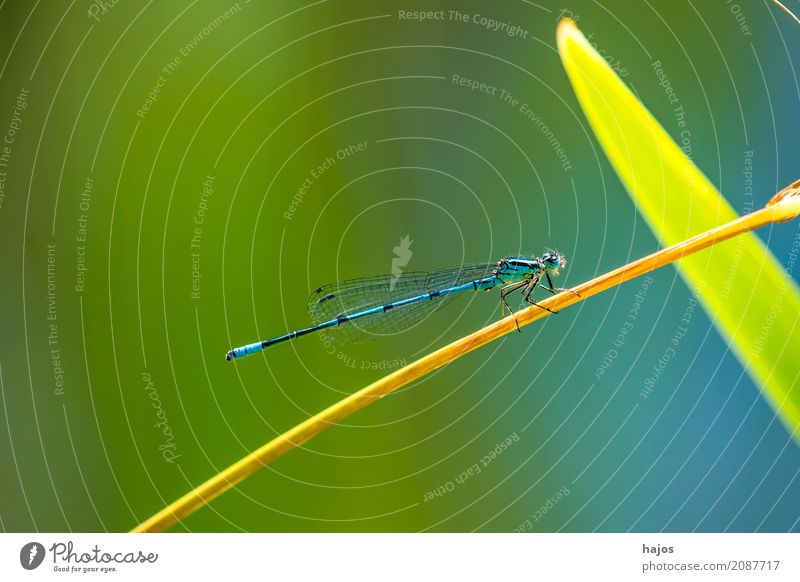 Hufeisen-Azurjungfer, Coenagrion puella Leben Umwelt Natur Tier Wasser Teich Wildtier sitzen blau Umweltschutz Becher Azurjungfer Libelle Insekt Rohrkolben