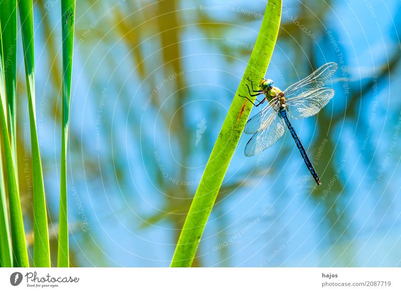 Große Königslibelle, Anax imperator, männlich Leben Sommer Umwelt Natur Tier Wasser Teich Wildtier sitzen groß Libelle Groß Libelle Insekt Lebewesen Farbfoto