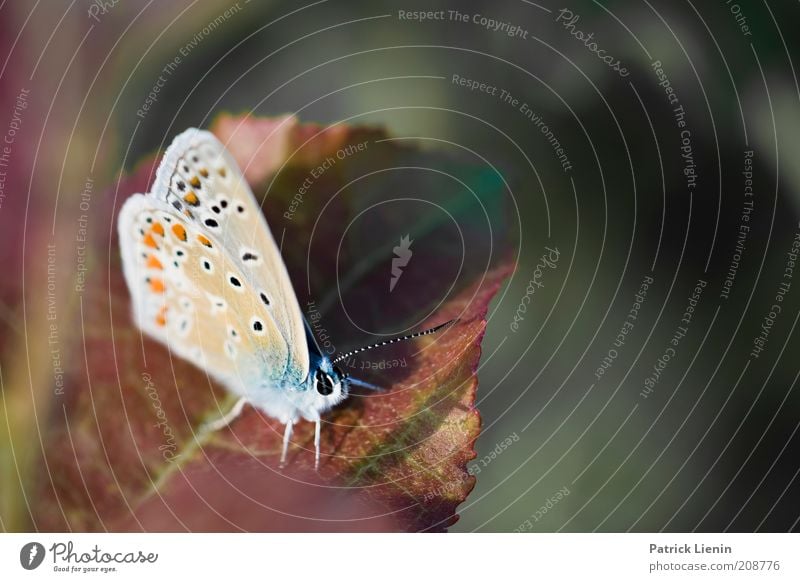 bitte nicht bewegen Umwelt Natur Landschaft Pflanze Tier Sommer Blatt Wildtier Schmetterling Tiergesicht Flügel 1 sitzen Punkt schön warten Fühler geduldig