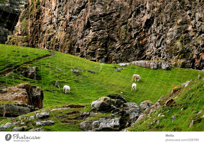 Scha(r)fkantig Umwelt Natur Landschaft Wiese Felsen Berge u. Gebirge Tier Nutztier Schaf 3 Fressen Geröll Stein Idylle Farbfoto Außenaufnahme Menschenleer Tag