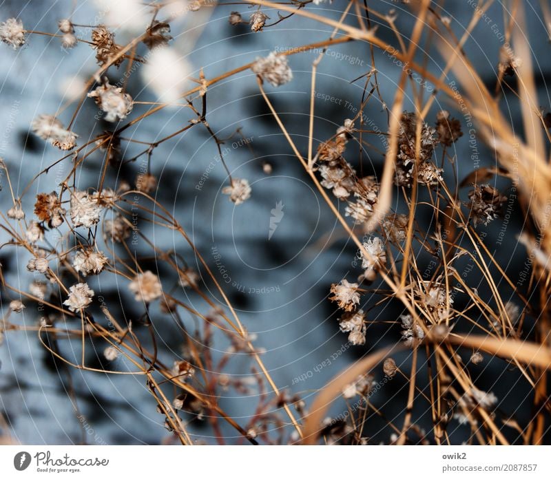 Verdorrt Pflanze Gras Sträucher Blatt Blüte Halm Stengel dehydrieren alt trocken Dekoration & Verzierung Farbfoto Innenaufnahme Nahaufnahme Detailaufnahme