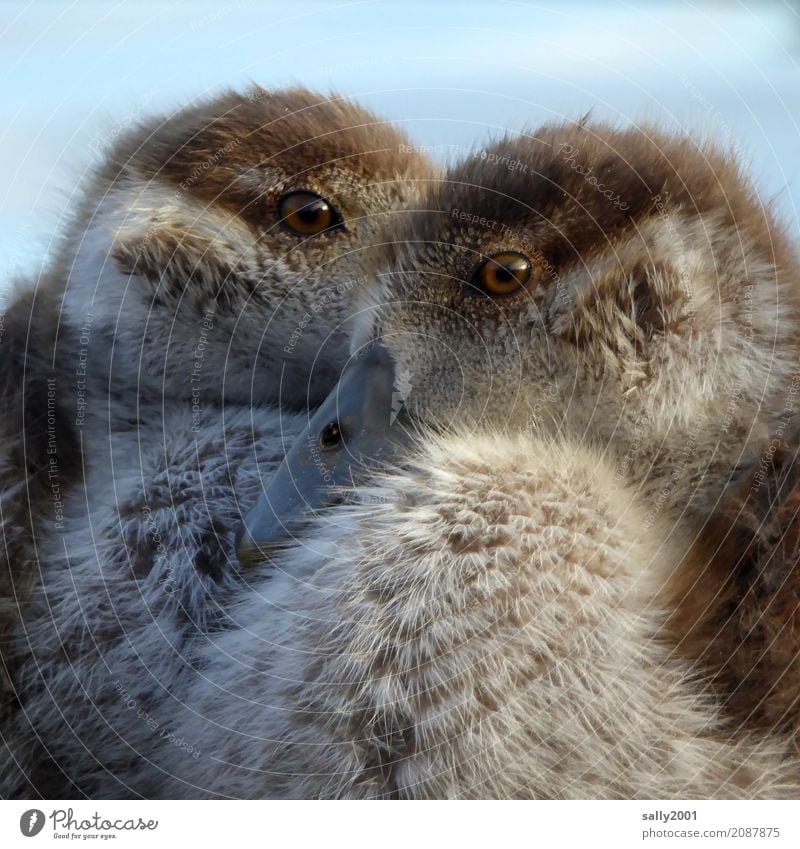 Zwei Augen... Tier Tiergesicht Gans Nilgans 2 Tierjunges beobachten Blick frech Neugier braun weich Schnabel Geschwister Küken Zusammensein niedlich Farbfoto