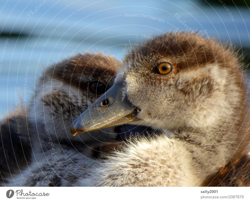 schau mir ins Auge... Tier Gans Nilgans 2 Tierjunges beobachten Blick frech Neugier niedlich braun weich Schnabel Zusammensein Zusammenhalt Farbfoto