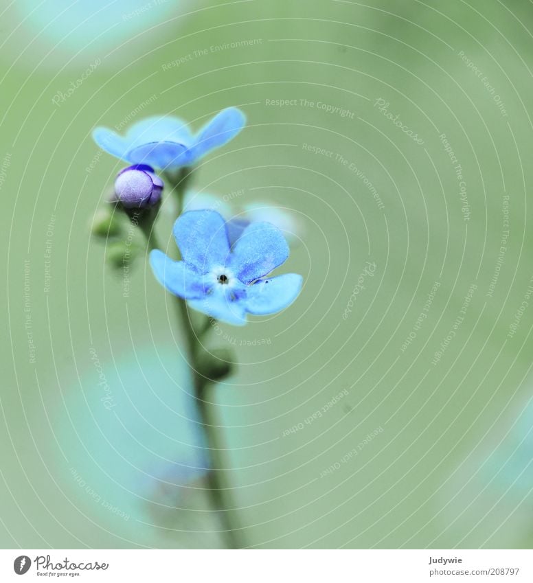 Fleur fragile Umwelt Natur Pflanze Frühling Sommer Blume Vergißmeinnicht Blühend Wachstum ästhetisch Duft blau grün Gefühle schön Leichtigkeit rein zart