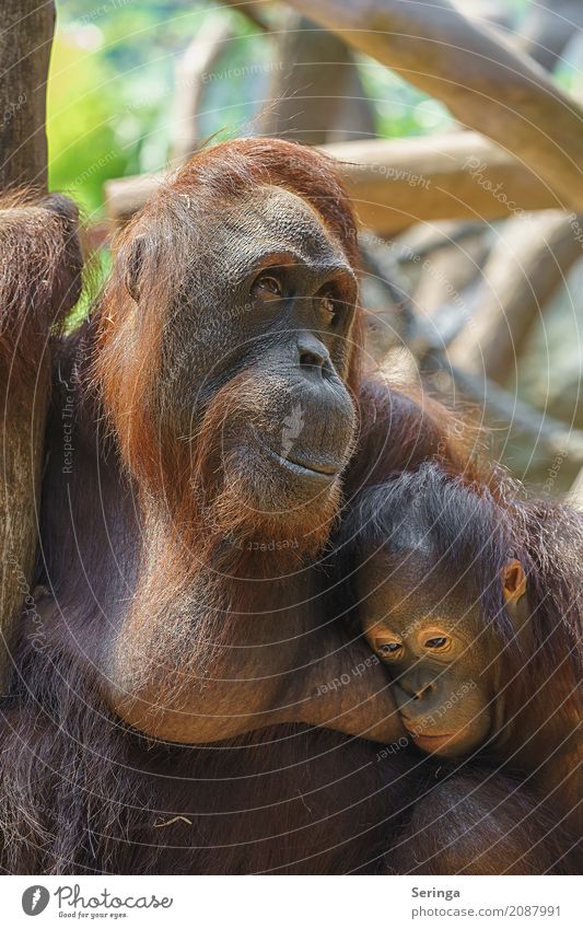 Sorgen einer Mutter Tier Wildtier Tiergesicht Fell Pfote Zoo 2 Tierpaar Tierjunges Tierfamilie hängen Traurigkeit Affen braun Farbfoto mehrfarbig Außenaufnahme