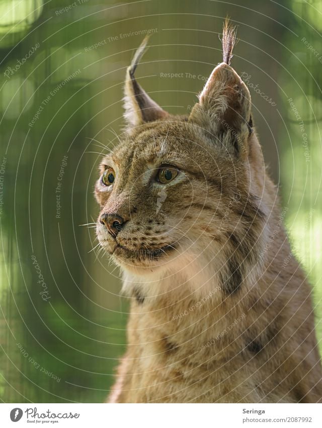 Scharfblick Tier Wildtier Katze Tiergesicht Fell Zoo 1 beobachten Auge Ohr Landraubtier Luchs Farbfoto mehrfarbig Außenaufnahme Detailaufnahme Menschenleer