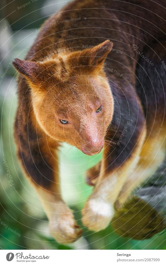 Nicht ausgestopft :) , Baumkänguru im Zoo Schönes Wetter Tier Wildtier Tiergesicht Fell Krallen Pfote 1 hängen Känguruh braun Farbfoto Gedeckte Farben