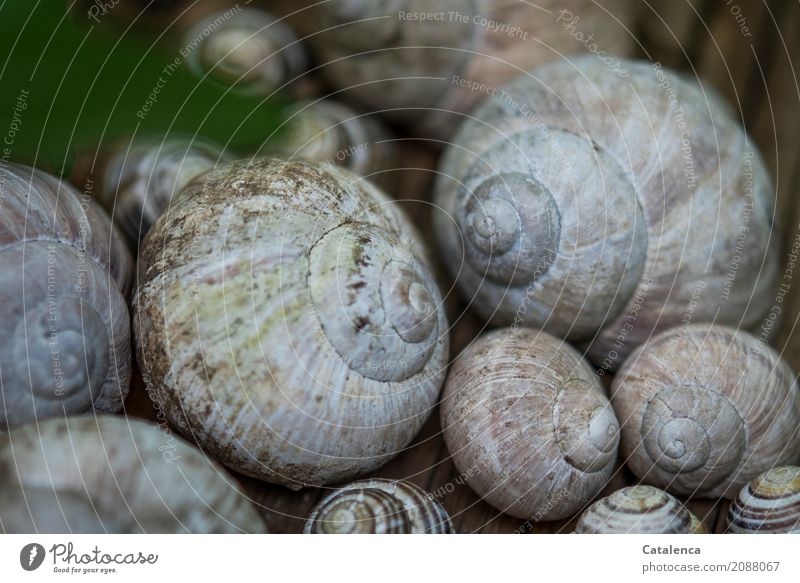 Schneckenhäuser Natur Tier Garten Weinbergschnecken Tiergruppe Schneckenhaus ästhetisch braun grau grün rosa schwarz unbeständig Leerstand Umwelt