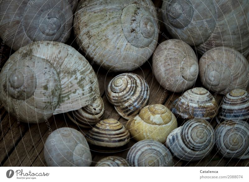 Gemeinschaft, viele verschiedene Schneckenhäuser Natur Tier Garten Totes Tier Schnirkelschnecke Weinbergschnecken Tiergruppe Holz Schneckenhaus Schneidebrett