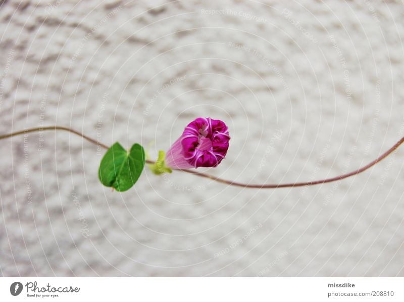 girlande Umwelt Natur Pflanze Frühling Sommer Klima Klimawandel Wärme Dürre Blume Blatt Blüte Ranke Winde Gartenwicke Kletterpflanzen Blühend verblüht