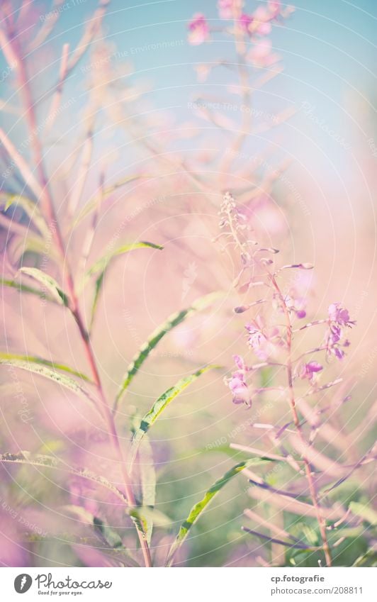 Purple 4 Natur Pflanze Wolkenloser Himmel Sonnenlicht Sommer Schönes Wetter Blume Blüte Grünpflanze Glück Lebensfreude Geborgenheit Außenaufnahme Tag