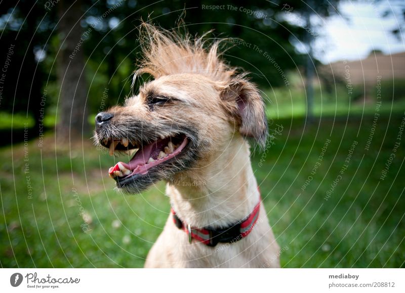 echter Punk Stil Haare & Frisuren Haustier Hund 1 Tier authentisch außergewöhnlich Coolness frech frei Fröhlichkeit trendy einzigartig braun grün rot Farbfoto