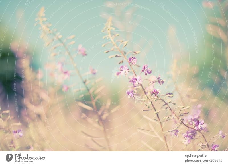 Purple 5 Natur Pflanze Wolkenloser Himmel Sonnenlicht Sommer Schönes Wetter Blume Gras Blüte Grünpflanze Glück Zufriedenheit Lebensfreude Geborgenheit