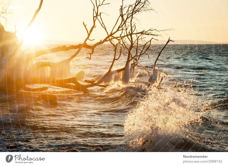 Winter an der Ostsee Ferien & Urlaub & Reisen Strand Meer Wellen Winterurlaub Natur Landschaft Urelemente Wasser Sonne Klima Schönes Wetter Wind Eis Frost Baum