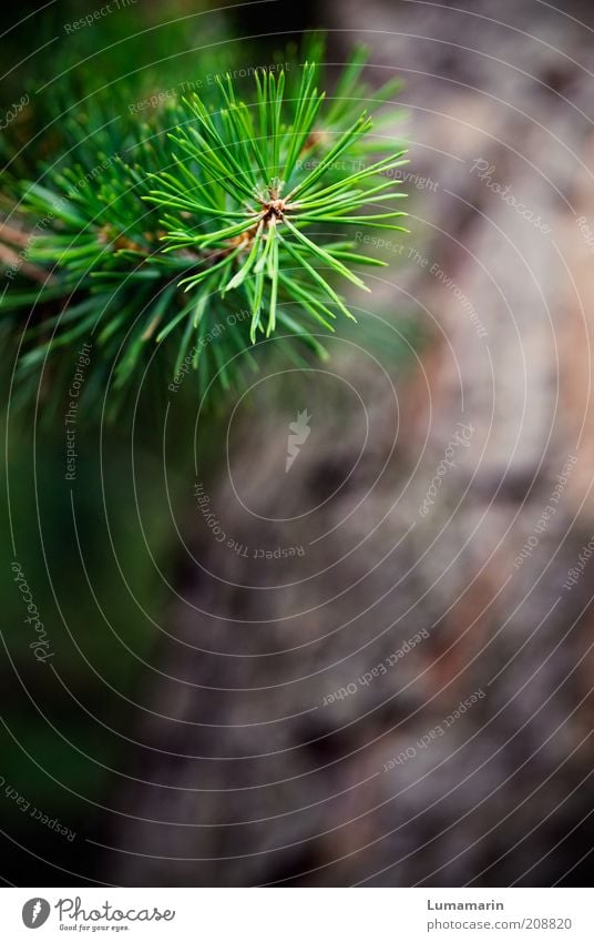 grüner Zweig Umwelt Natur Pflanze Baum Grünpflanze nah natürlich Spitze stachelig braun Leben einzigartig Wachstum Nadelbaum Kiefer Detailaufnahme Farbfoto