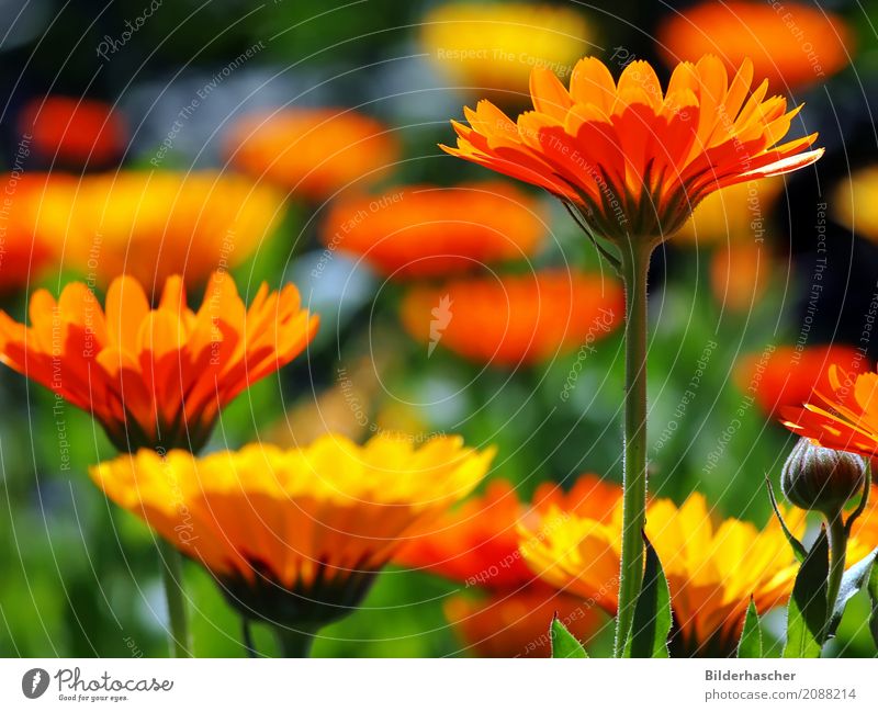 Ringelblumen marigold Gartenpflanzen Heilpflanzen gartenringelblume Blütenblatt Blumenwiese Alternativmedizin Kissen-Primel orange Sommerblumen