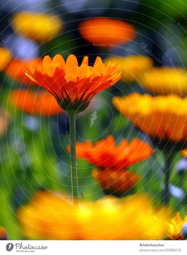 Calendula officinalis Ringelblume Gartenpflanzen Heilpflanzen Blütenstauden Blütenblatt Blumenwiese Alternativmedizin orange Sommerblumen Korbblütengewächs