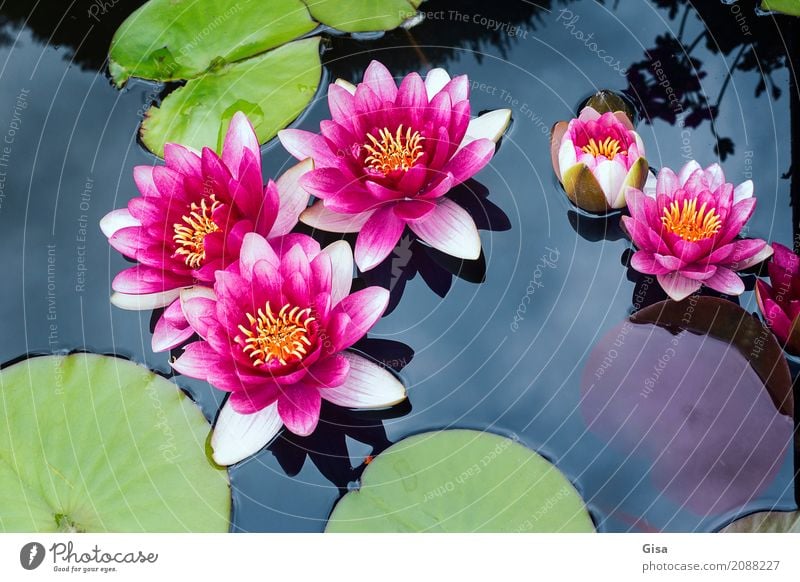 Meditierende Teichrosen in pink Umwelt Natur Pflanze Wasser Sommer Blatt Garten rosa Euphorie Willensstärke Hoffnung Glaube schön Sinnesorgane Wellness Farbfoto