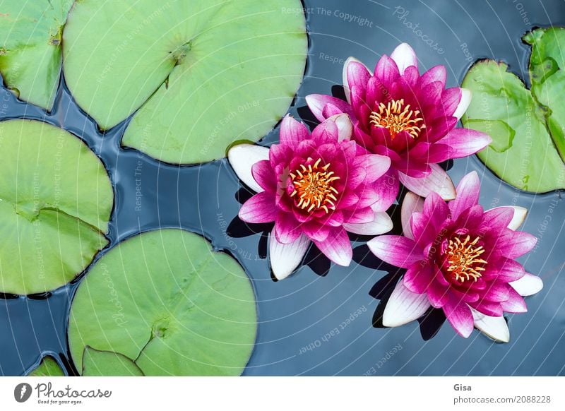 Meditierende Teichrosen in pink Pflanze Wasser Blatt Blüte rosa Vertrauen authentisch Reinheit Glaube schön Sinnesorgane Wellness Farbfoto mehrfarbig