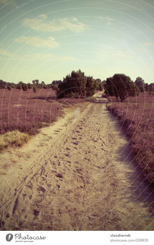 Heide Natur Landschaft Pflanze Sand Himmel Sommer Schönes Wetter Blume Sträucher Blüte Heidekrautgewächse Kulturlandschaft trocken violett Wege & Pfade Sandweg