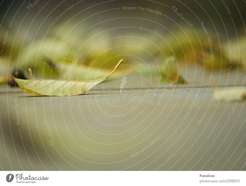 Trockenheit oder Herbst? Umwelt Natur Pflanze Erde Blatt hell natürlich grün trocken gefallen Farbfoto mehrfarbig Außenaufnahme Textfreiraum unten Tag