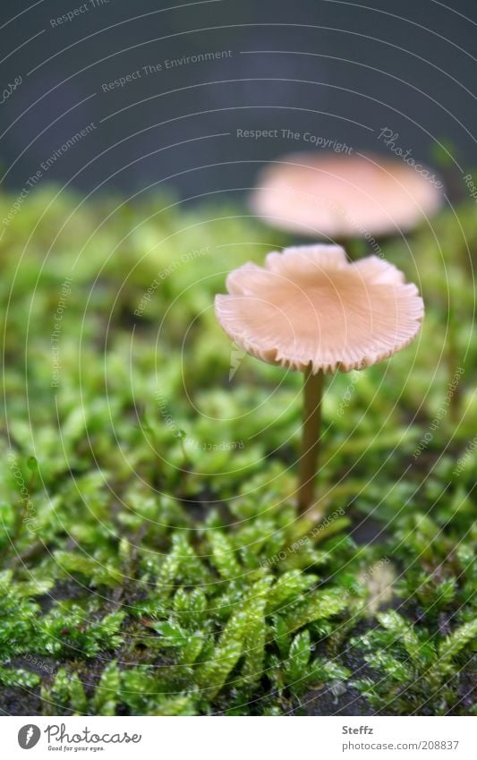 winzige Pilze im Moos Pilzhut Waldboden Wachstum herbstlich Moosteppich klein natürlich Fundstück nah grün dunkelgrün ungenießbar hellbraun Herbstwald beige