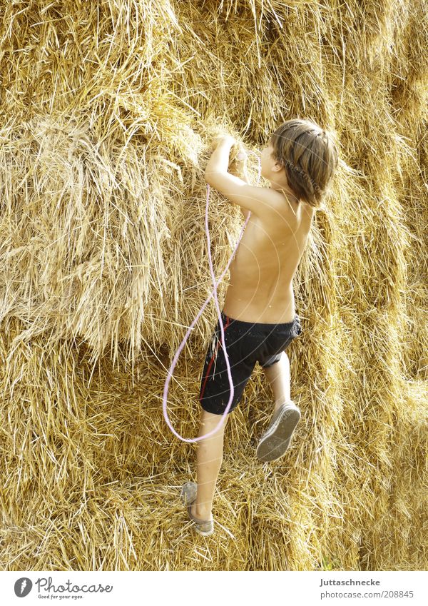 Wenn wir erklimmen... Leben Sommer Kind Junge 1 Mensch 8-13 Jahre Kindheit Nutzpflanze Bewegung Fitness frei Freude Lebensfreude Optimismus Neugier Abenteuer