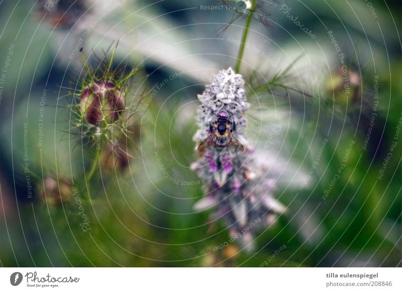 maja Umwelt Natur Pflanze Tier Sommer Blume Blüte Nutztier Biene 1 natürlich schön wild mehrfarbig Frühlingsgefühle exotisch Farbe Sammlung krabbeln Insekt