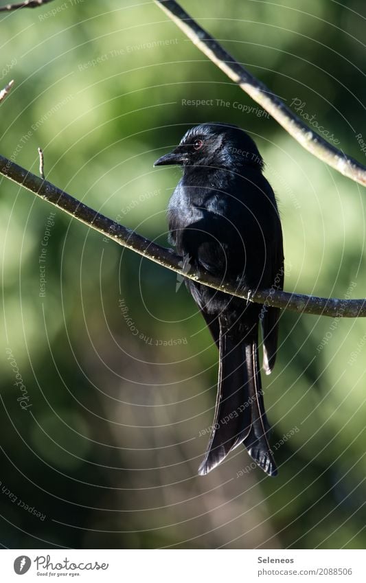 Trauerdrongo Umwelt Natur Ast Garten Park Tier Wildtier Vogel Tiergesicht Drongo 1 nah natürlich schwarz Ornithologie Farbfoto Außenaufnahme