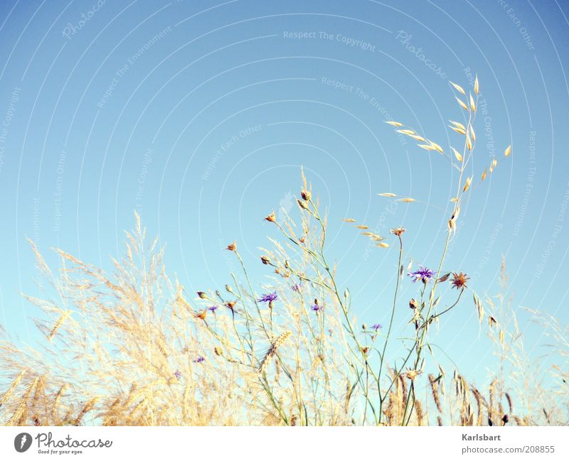 weidenkraut. Sommer Umwelt Natur Himmel Wolkenloser Himmel Pflanze Gras Sträucher Nutzpflanze Kornfeld Farbfoto mehrfarbig Außenaufnahme Nahaufnahme