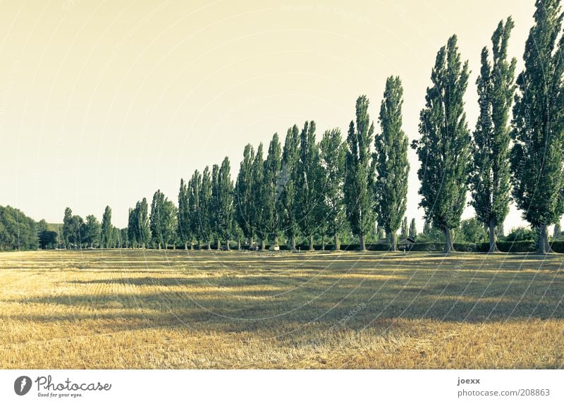 Toskanische Ordnung Natur Landschaft Pflanze Himmel Sommer Schönes Wetter Baum Feld gelb gold grün ruhig Pappeln Pappelallee Goldenes Feld Toskana Reihe