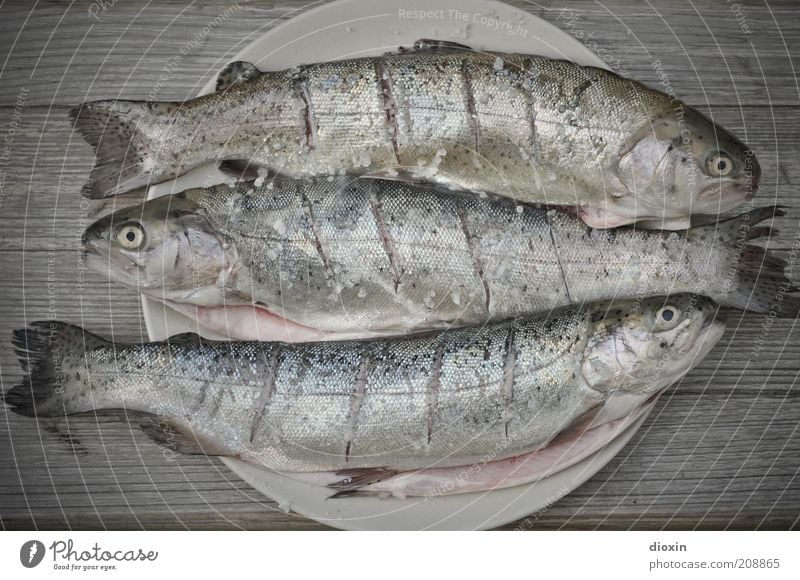 3(00), Baby! Fisch Ernährung Bioprodukte Grillen Grillsaison Teller Schuppen Forelle Tier Tiergruppe liegen frisch geschmackvoll Geschmackssache Flosse Farbfoto