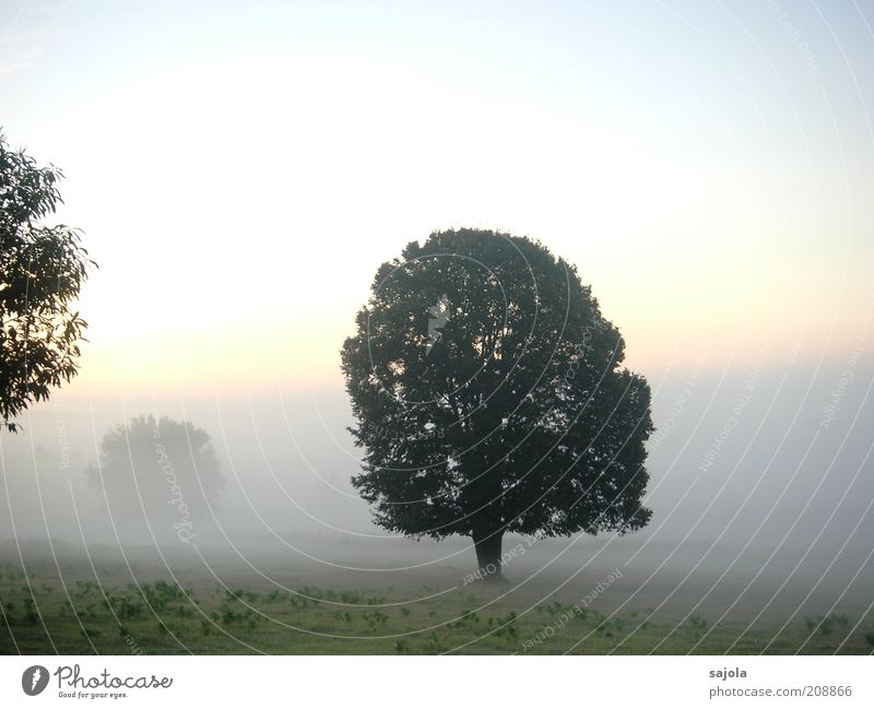 CCC - wenn der tag erwacht Umwelt Natur Landschaft Pflanze Himmel Herbst Wetter Nebel Baum Gras stehen ästhetisch Hoffnung Traurigkeit Trauer Zufriedenheit