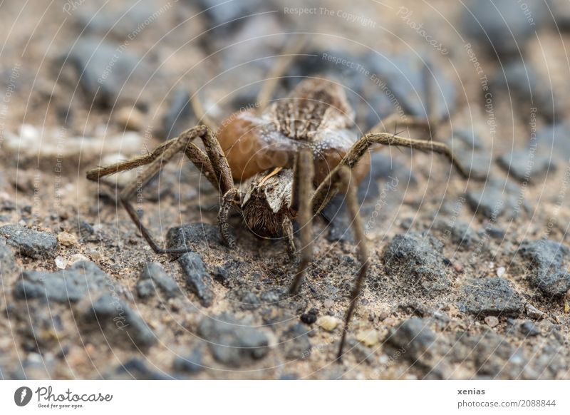 Wolfspinne mit Eikokon auf steinigen Untergrund Spinne Webspinne Stein feminin braun schwarz Brutpflege Lycosidae Spinnenbeine Außenaufnahme