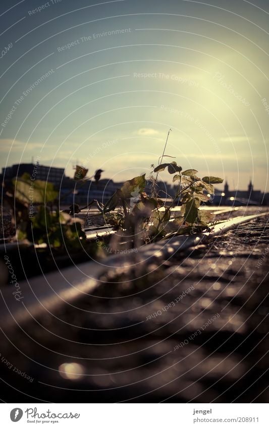 Osthafen Berlin Sommer Sonne Stimmung Gedeckte Farben Außenaufnahme Menschenleer Tag Licht Schatten Kontrast Lichterscheinung Sonnenlicht Sonnenstrahlen